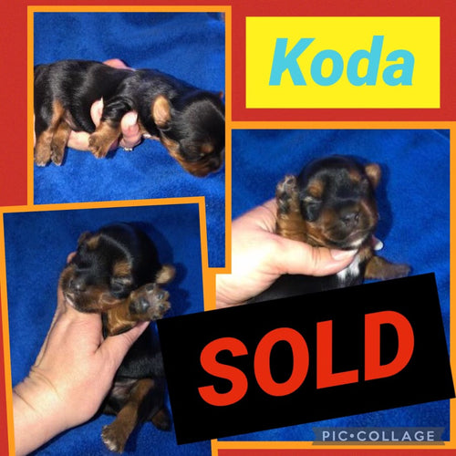 SOLD- Click On Picture For More Info- Deposit for Koda