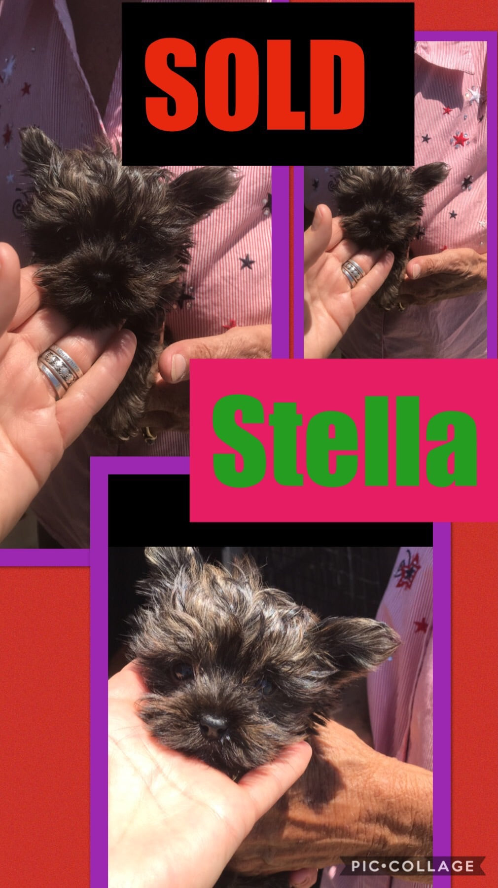 SOLD- Click On Picture For More Info- Deposit for Stella