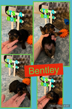 SOLD- Click On Picture For More Info- Deposit for Bentley