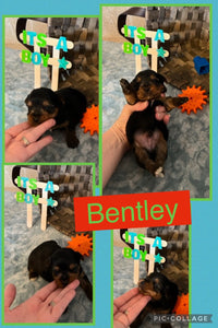 SOLD- Click On Picture For More Info- Deposit for Bentley