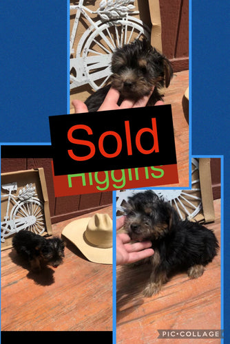 SOLD- Click On Picture For More Info- Deposit for Higgins