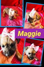 SOLD- Click On Picture For More Info- Deposit for Maggie