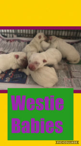 SOLD- Click On Picture For More Info- Deposit for Westie Babies