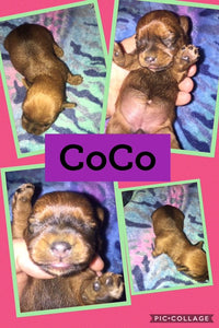 SOLD- Click On Picture For More Info- Deposit for CoCo