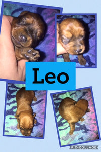 SOLD- Click On Picture For More Info- Deposit for Leo