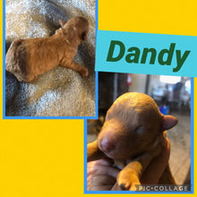 SOLD- Click On Picture For More Info- Deposit for Dandy