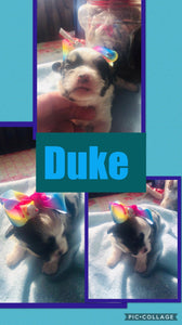 SOLD- Click On Picture For More Info- Deposit for Duke
