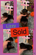 SOLD- Click On Picture For More Info- Deposit for Lizzy