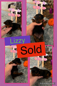 SOLD- Click On Picture For More Info- Deposit for Lizzy