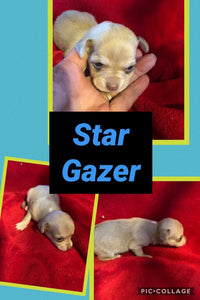 SOLD- Click On Picture For More Info- Deposit for Star Gazer
