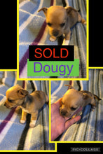 SOLD- Click On Picture For More Info- Deposit for Dougy