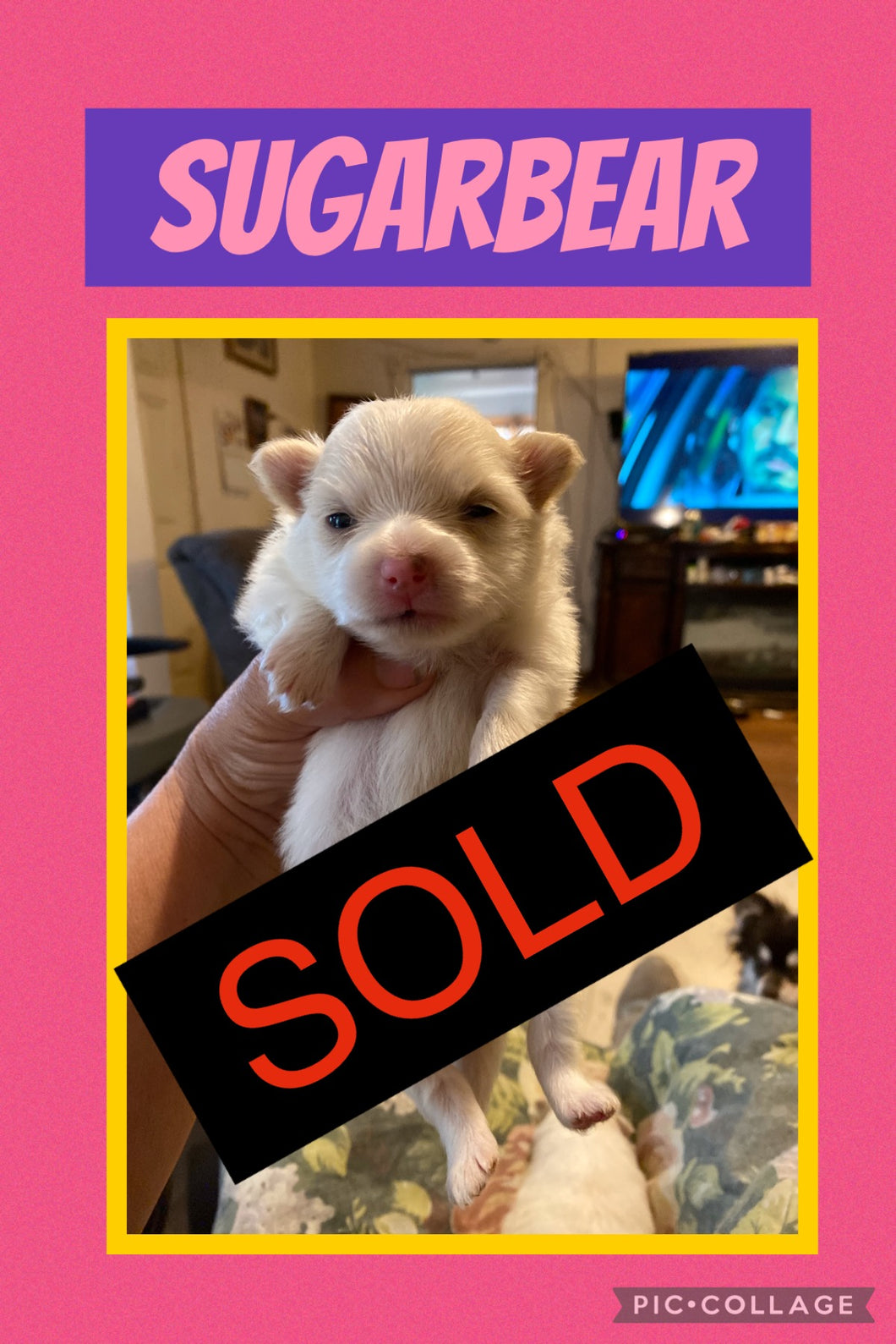 SOLD- Click On Picture For More Info- Deposit for Sugarbear