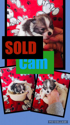 SOLD- Click On Picture For More Info- Deposit for Cam