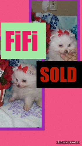 SOLD- Click On Picture For More Info- Deposit for FiFi