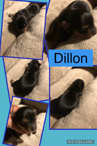 SOLD- Click On Picture For More Info- Deposit for Dillon