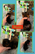 SOLD- Click On Picture For More Info- Deposit for Bruno