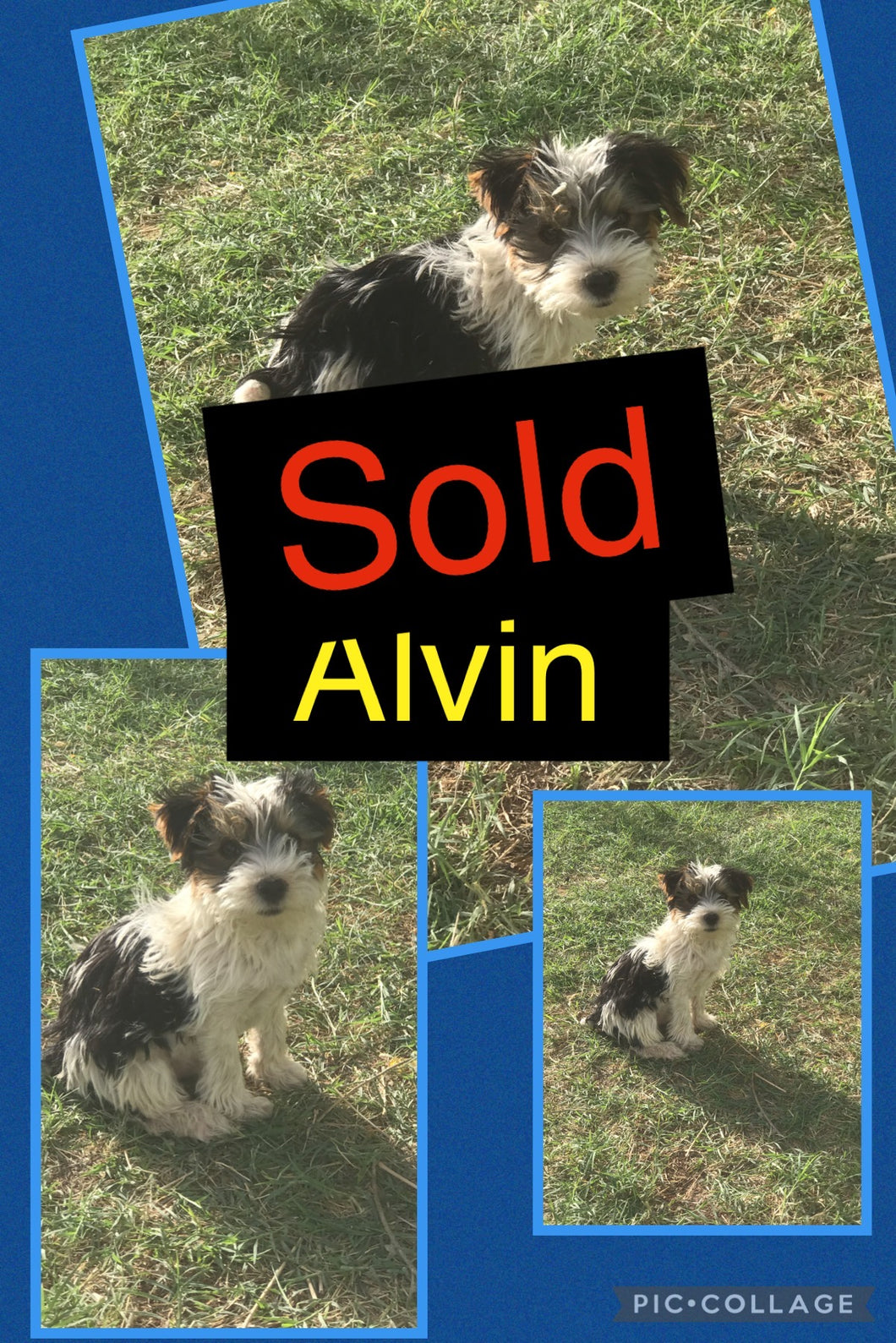 SOLD- Click On Picture For More Info- Deposit for Alvin