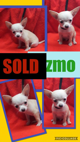 SOLD- Click On Picture For More Info- Deposit for Gizmo