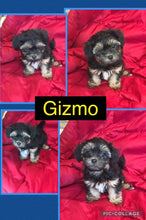 SOLD- Click On Picture For More Info- Deposit for Gizmo