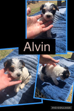 SOLD- Click On Picture For More Info- Deposit for Alvin