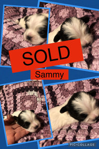 SOLD- Click On Picture For More Info- Deposit for Sammy