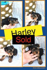 SOLD- Click On Picture For More Info- Deposit for Harley