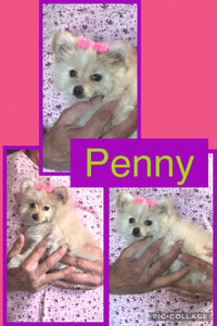 Click On Picture For More Info- Deposit for Penny