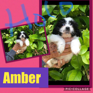 SOLD- Click On Picture For More Info- Deposit for Amber