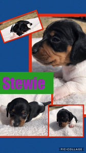 SOLD- Click On Picture For More Info- Deposit for Stewie