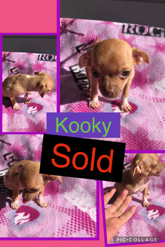 SOLD- Click On Picture For More Info- Deposit for Kooky