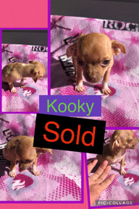 SOLD- Click On Picture For More Info- Deposit for Kooky