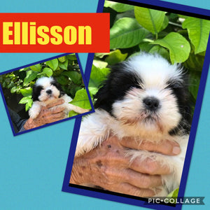 SOLD- Click On Picture For More Info- Deposit for Ellisson