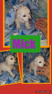 SOLD- Click On Picture For More Info- Deposit for Mick