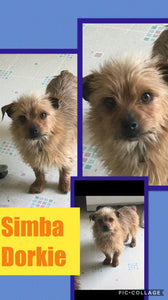 SOLD- Click On Picture For More Info- Deposit for Simba