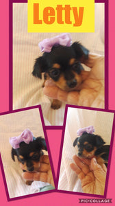 SOLD- Click On Picture For More Info- Deposit for Letty