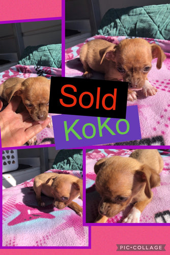 SOLD- Click On Picture For More Info- Deposit for KoKo