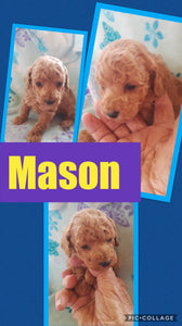 SOLD- Click On Picture For More Info- Deposit for Mason