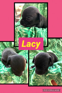 SOLD- Click On Picture For More Info- Deposit for Lacy