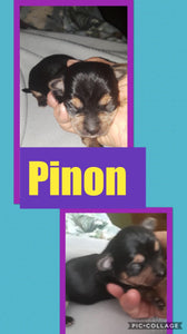 SOLD- Click On Picture For More Info- Deposit for Piñon