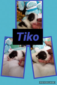 SOLD- Click On Picture For More Info- Deposit for Tiko