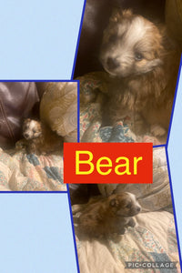 SOLD- Click On Picture For More Info- Deposit for Bear