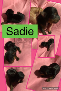 SOLD- Click On Picture For More Info- Deposit for Sadie