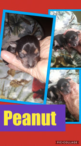 SOLD- Click On Picture For More Info- Deposit for Peanut