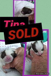SOLD- Click On Picture For More Info- Deposit for Tina