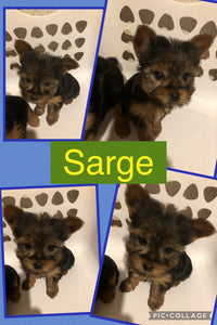 SOLD- Click On Picture For More Info- Deposit for Sarge