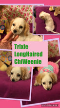 SOLD- Click On Picture For More Info- Deposit for Trixie