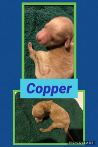SOLD- Click On Picture For More Info- Deposit for Copper