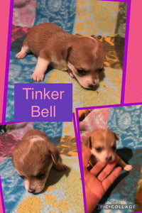 SOLD- Click On Picture For More Info- Deposit for Tinker Bell
