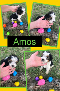 SOLD- Click On Picture For More Info- Deposit for Amos