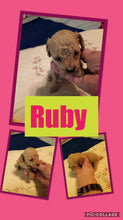 SOLD- Click On Picture For More Info- Deposit for Ruby